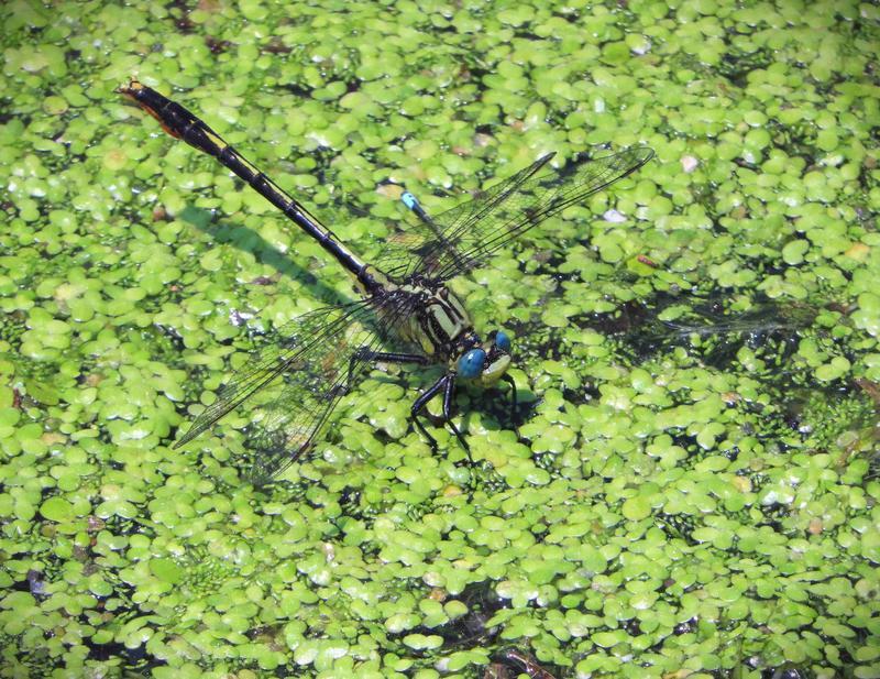 Photo of Lilypad Clubtail