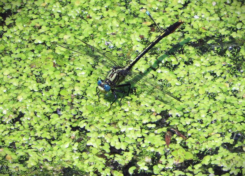 Photo of Lilypad Clubtail