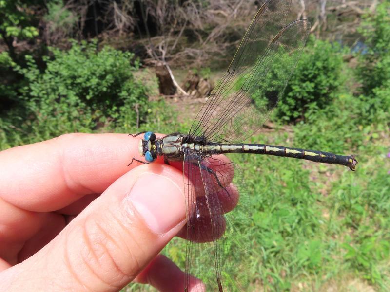 Photo of Horned Clubtail