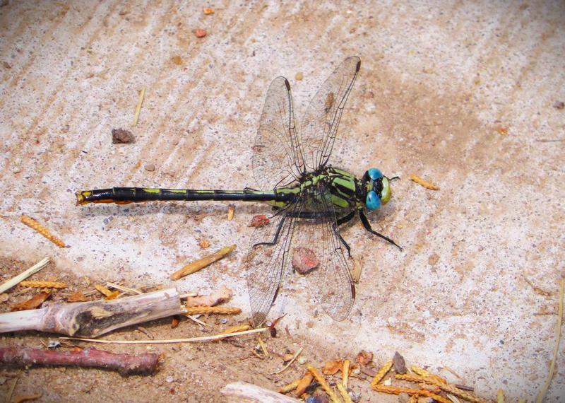 Photo of Lilypad Clubtail