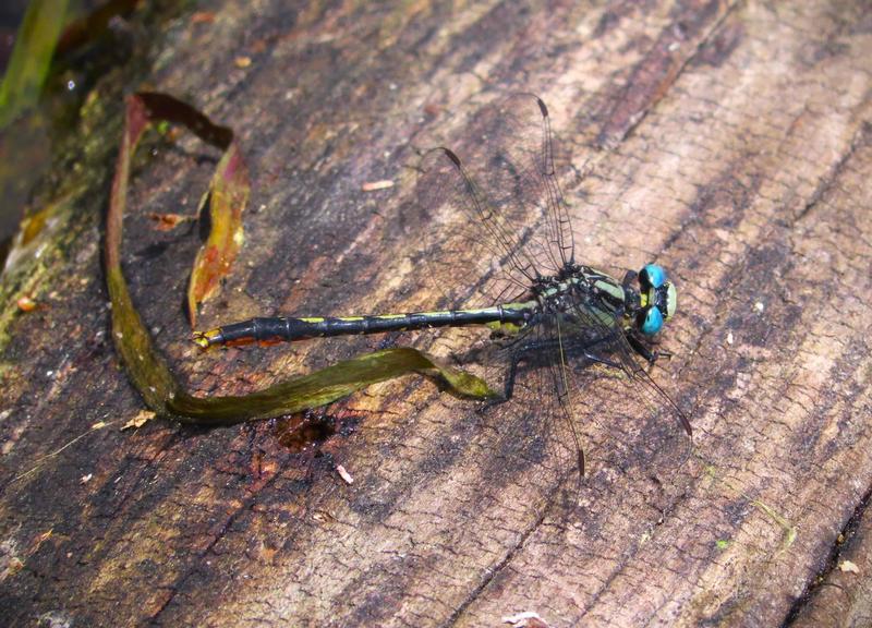 Photo of Lilypad Clubtail