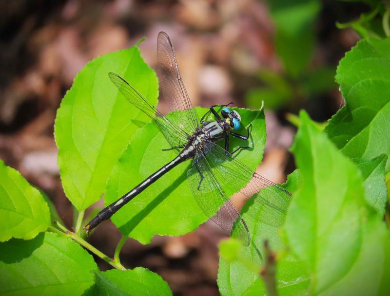 Photo of Lilypad Clubtail