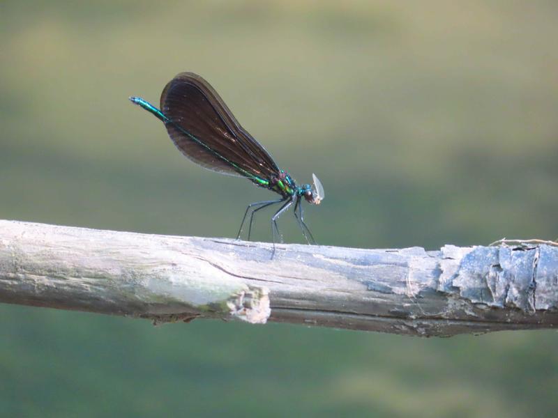 Photo of Ebony Jewelwing