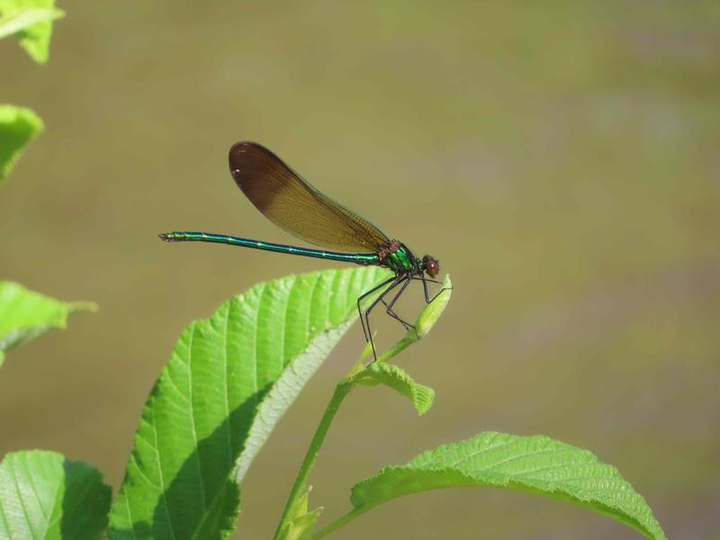 Photo of River Jewelwing