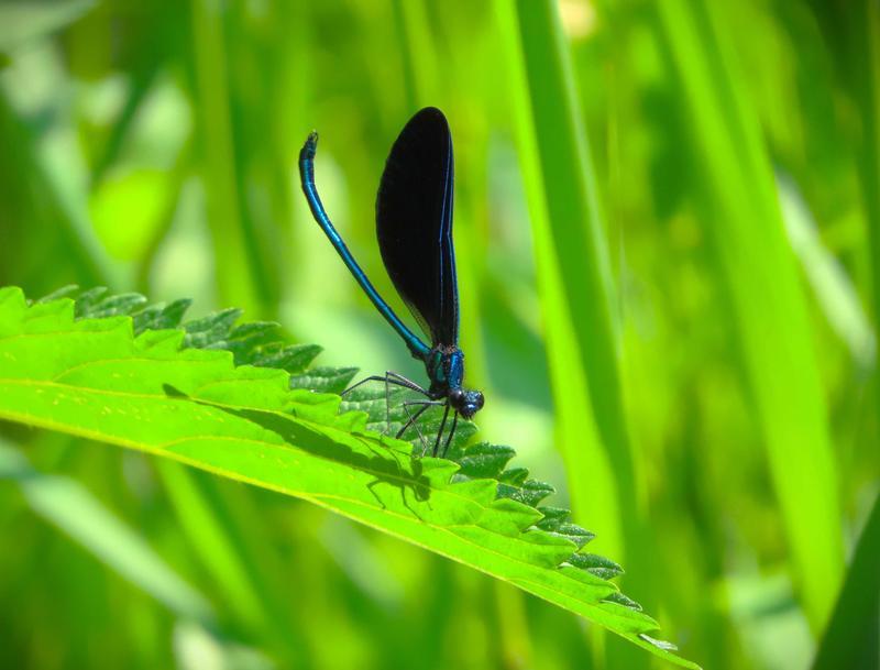 Photo of Ebony Jewelwing