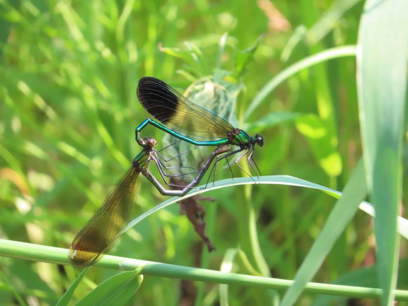 Photo of River Jewelwing