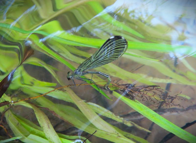 Photo of Ebony Jewelwing