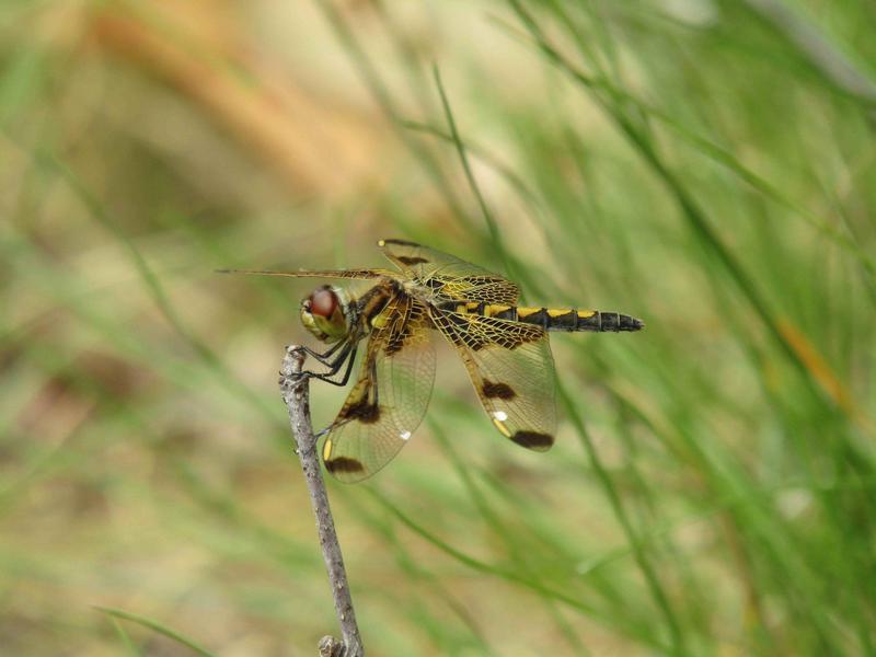 Photo of Calico Pennant