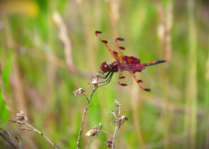 Photo of Calico Pennant