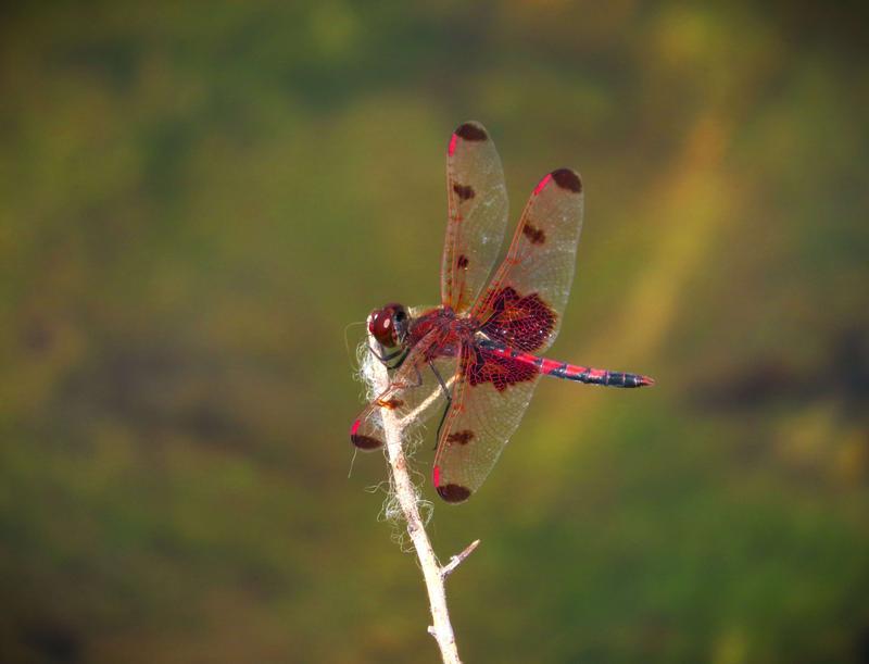 Photo of Calico Pennant