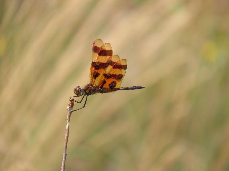 Photo of Halloween Pennant