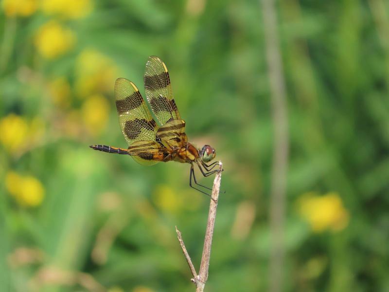 Photo of Halloween Pennant