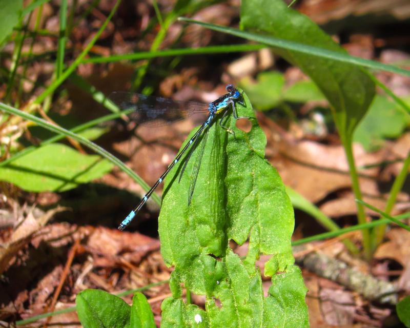 Photo of Aurora Damsel