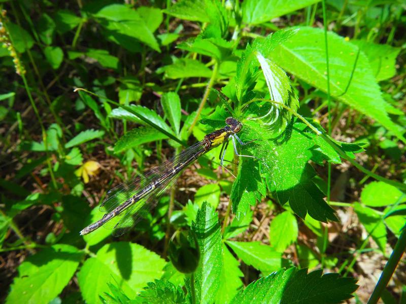 Photo of Aurora Damsel