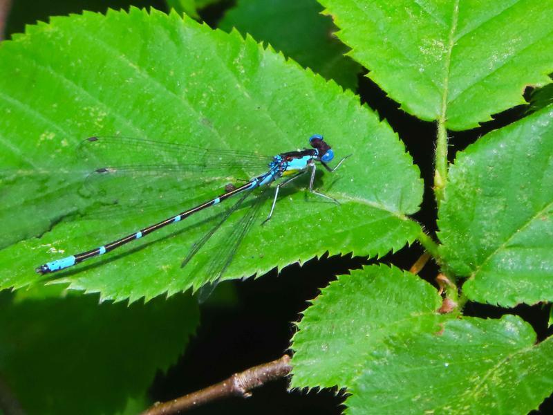 Photo of Aurora Damsel