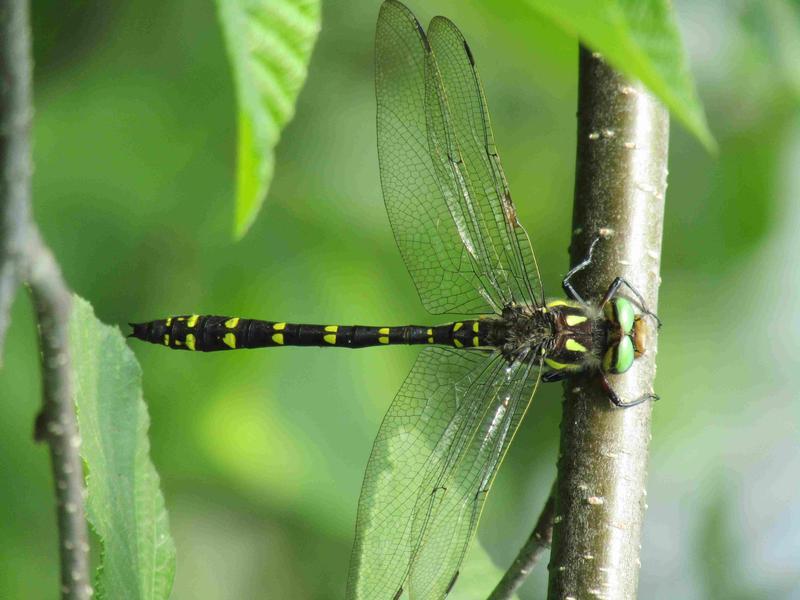 Photo of Twin-spotted Spiketail