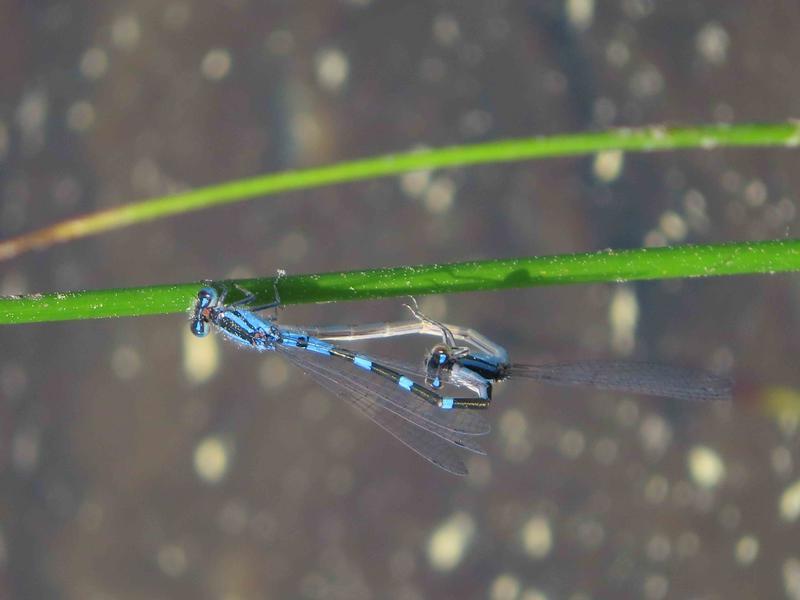 Photo of Tule Bluet