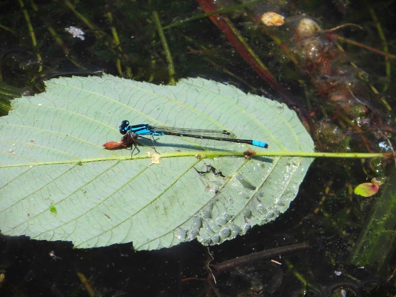 Photo of Skimming Bluet