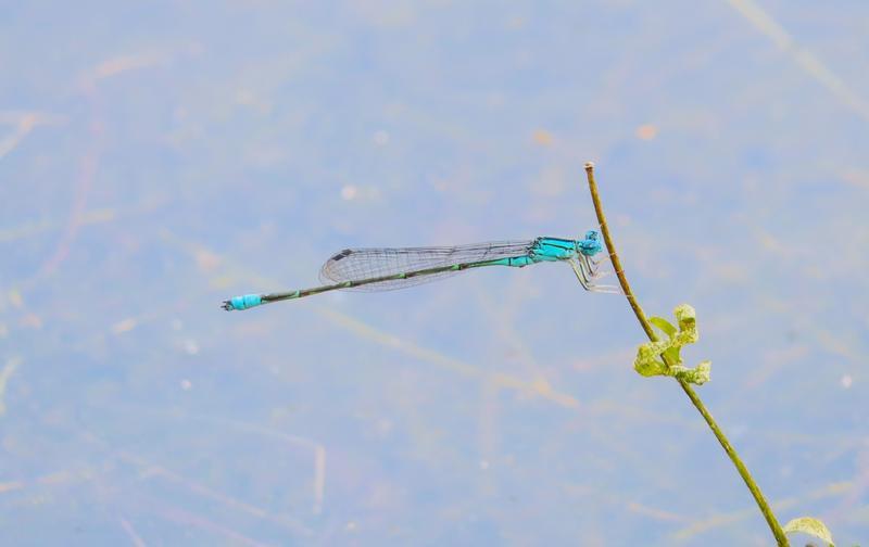 Photo of Slender Bluet