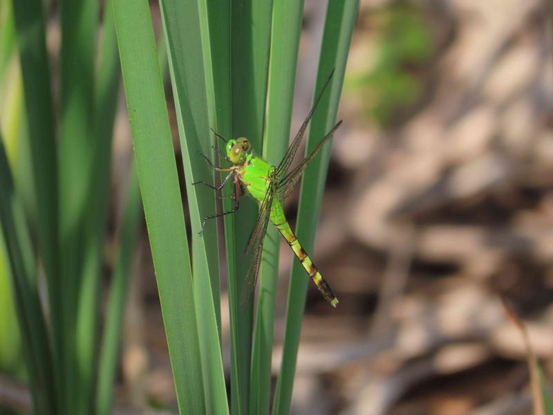 Photo of Eastern Pondhawk