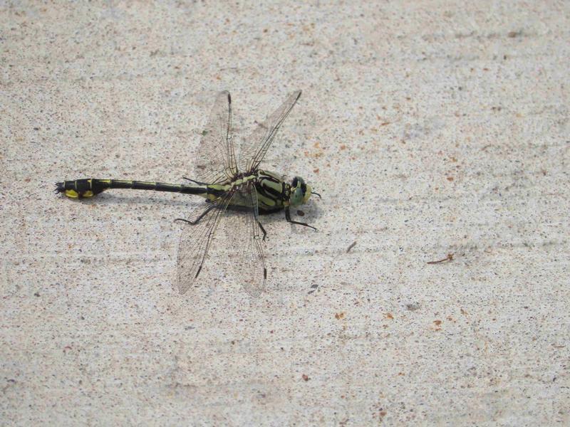 Photo of Midland Clubtail