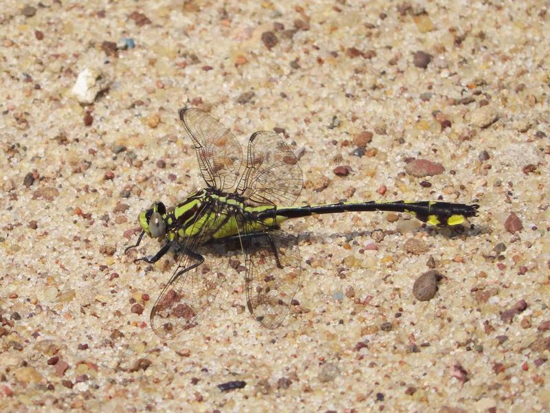 Photo of Midland Clubtail