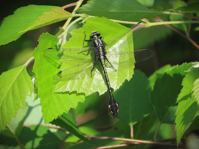 Photo of Skillet Clubtail