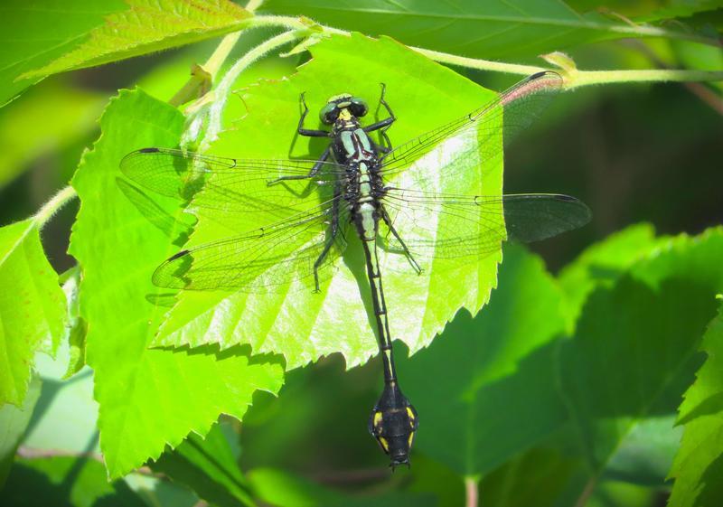 Photo of Skillet Clubtail