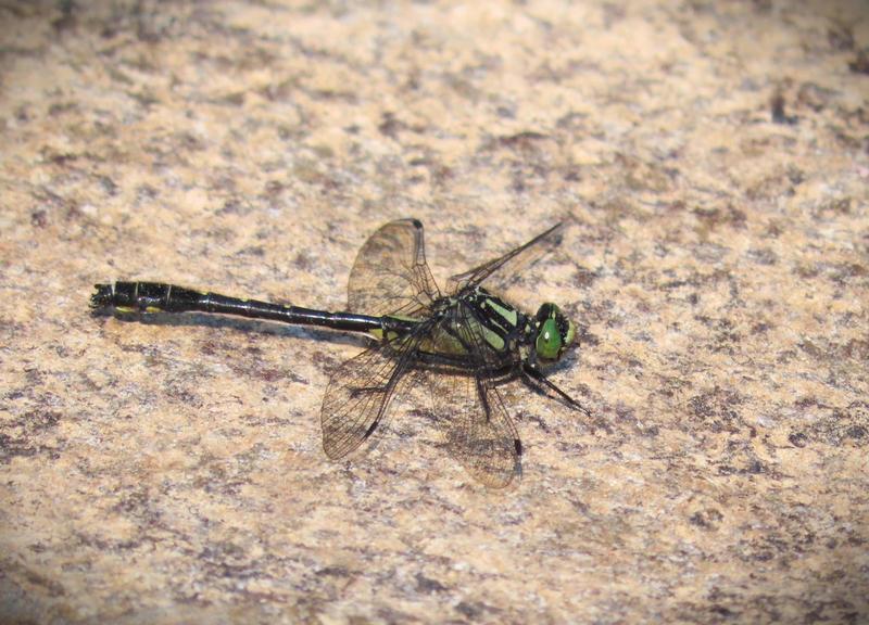 Photo of Mustached Clubtail