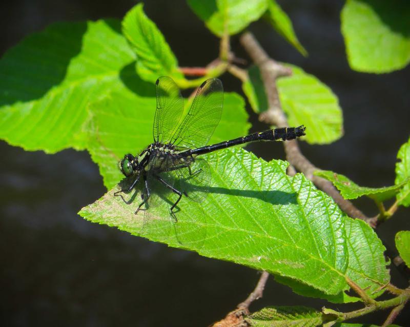 Photo of Mustached Clubtail