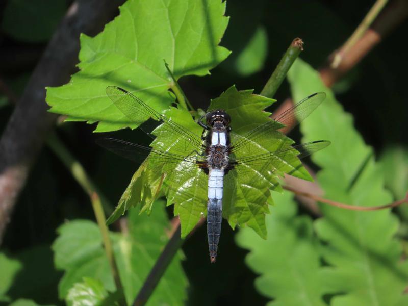 Photo of Chalk-fronted Corporal