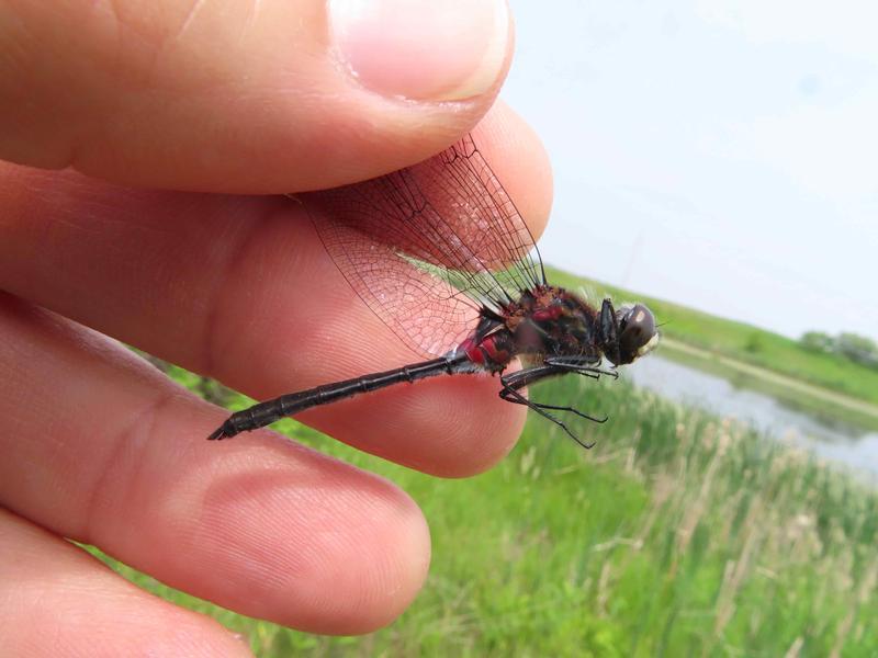 Photo of Crimson-ringed Whiteface