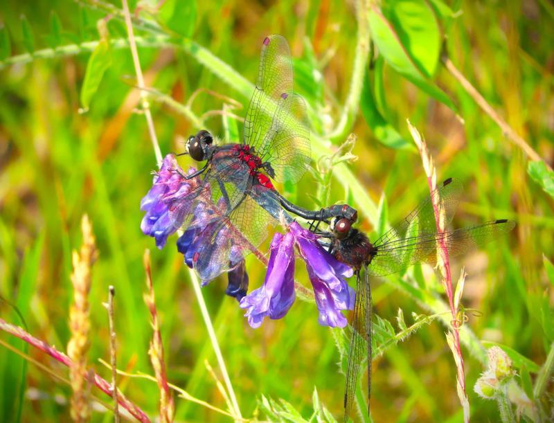 Photo of Crimson-ringed Whiteface