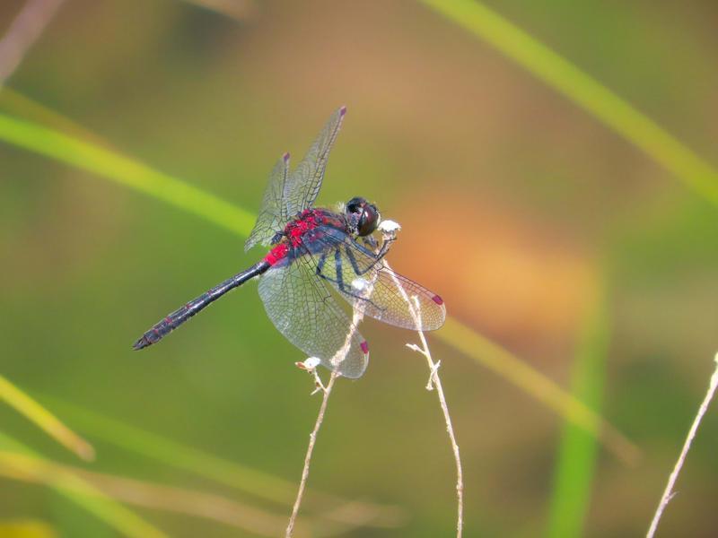 Photo of Crimson-ringed Whiteface