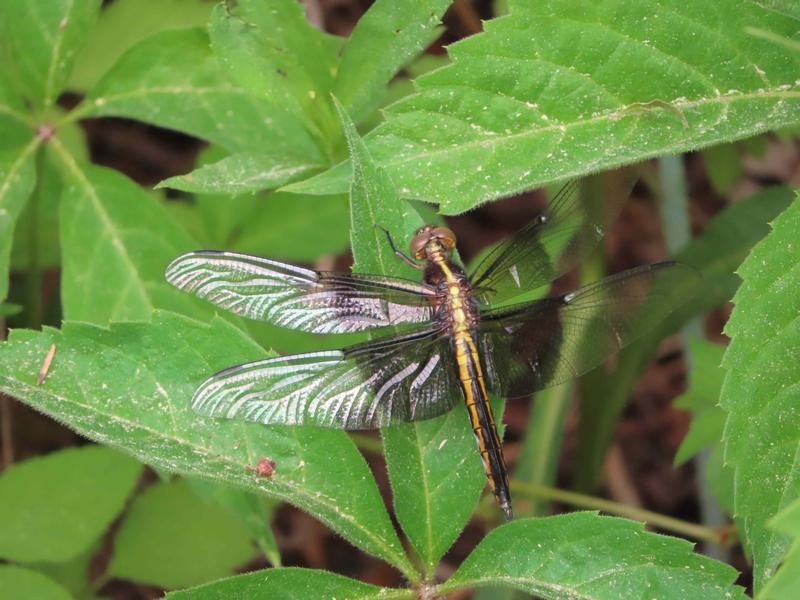 Photo of Widow Skimmer