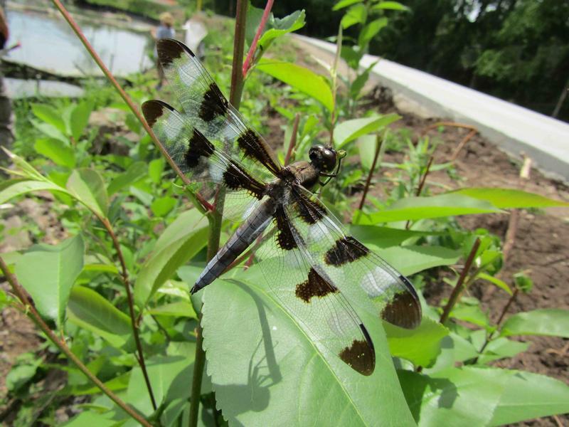 Photo of Twelve-spotted Skimmer