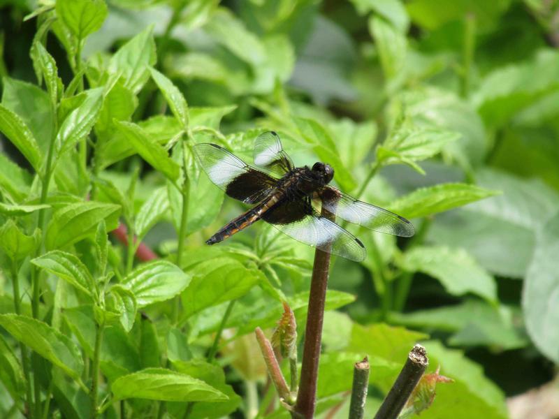 Photo of Widow Skimmer