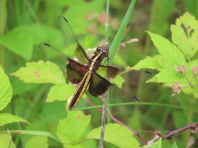 Photo of Widow Skimmer