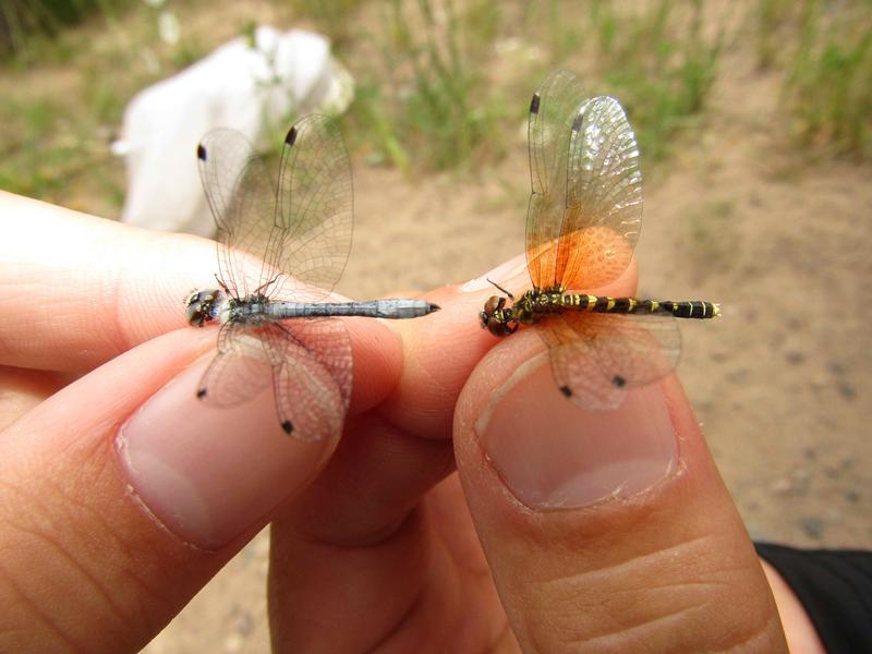 Photo of Elfin Skimmer