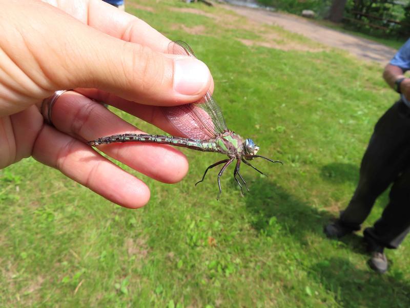 Photo of Cyrano Darner