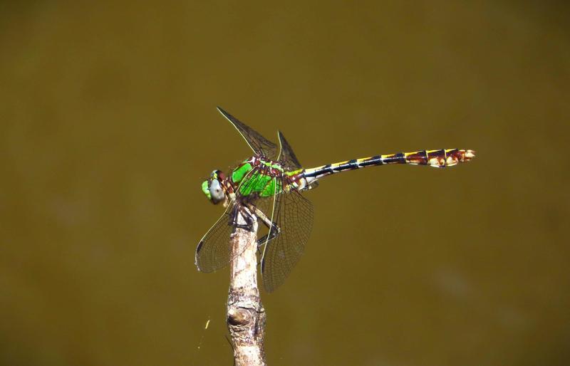 Photo of Sioux Snaketail