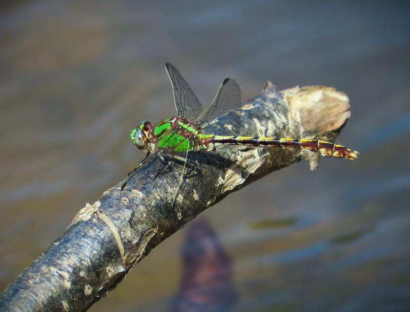 Photo of Sioux Snaketail