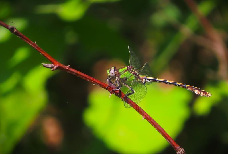 Photo of Sioux Snaketail