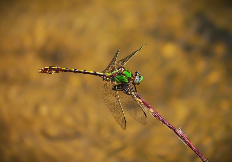 Photo of Sioux Snaketail