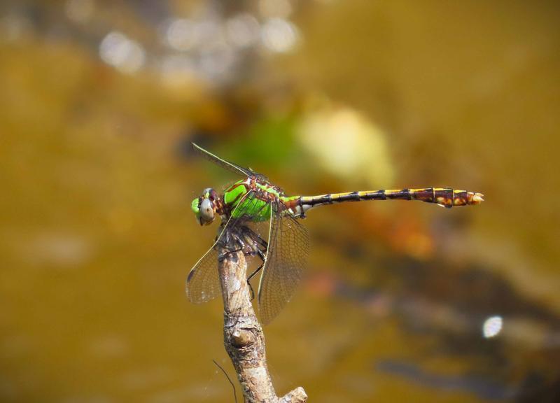 Photo of Sioux Snaketail