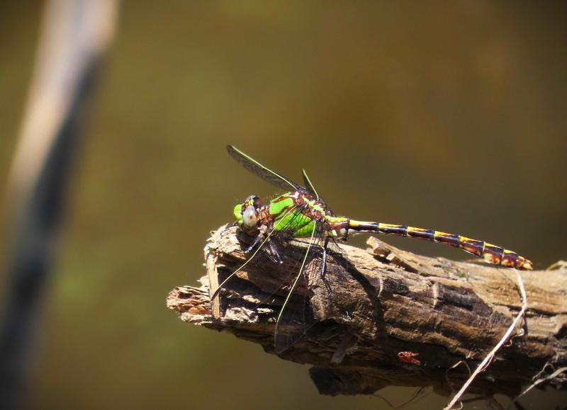 Photo of Sioux Snaketail