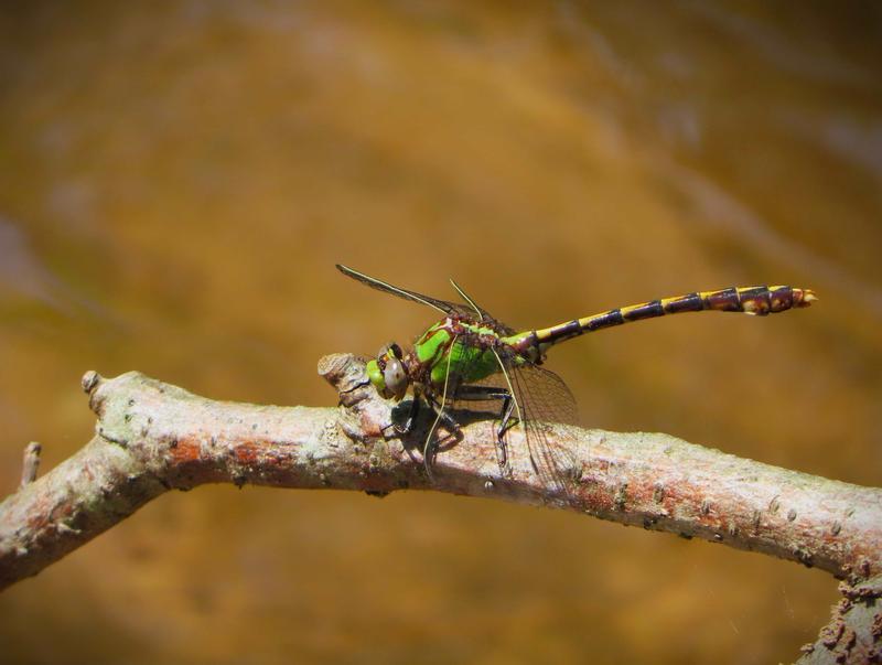 Photo of Sioux Snaketail