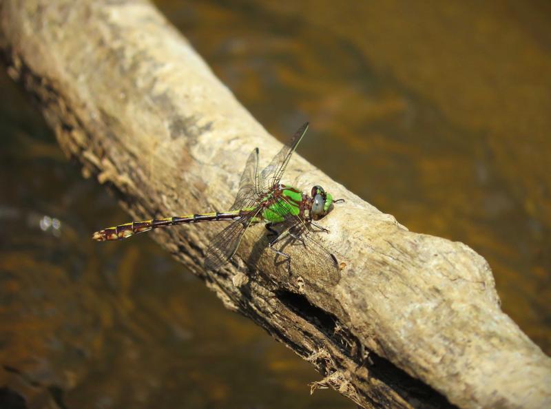 Photo of Sioux Snaketail