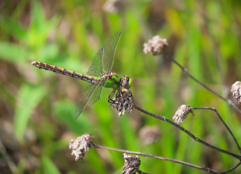 Photo of Sioux Snaketail