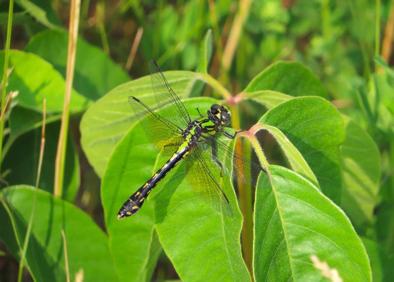 Photo of Pygmy Snaketail